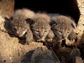 La sierra cordobesa recupera el lince ibérico, un hito que celebra Ecologistas en Acción