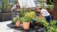 Gardening: Why Native Plants Are Taking Root In Local Yards Around The Globe
