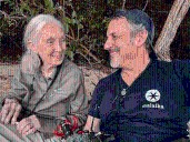 Jane Goodall Doc In Works From Richard Ladkani, Leonardo DiCaprio