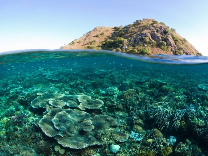 Día Internacional contra el Cambio Climático: ¿Por qué los arrecifes de coral son esenciales en un p...