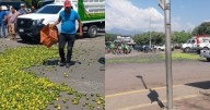 “Ahí ta pues, si lo quieren regalado”: limoneros de Apatzingán tiran su cosecha en protesta por bajos precios