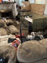 Central Pa. woman with 60+ dogs in ‘utterly disgusting’ home sentenced