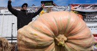 California engineer wins pumpkin contest with a gourd as big as a bison