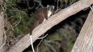 Peel residents encouraged to help count western ringtail possums and trapdoor spiders
