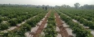 Agriculture Dept. organizes exposure visit for farmers from Sopore