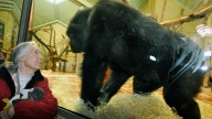 Conservationist and renowned chimpanzee researcher Jane Goodall dies at 91