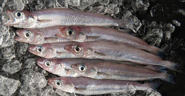 Pescadillas versus bacaladillas