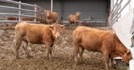 Incertidumbre por el portazo al vacuno vivo español en sus principales mercados