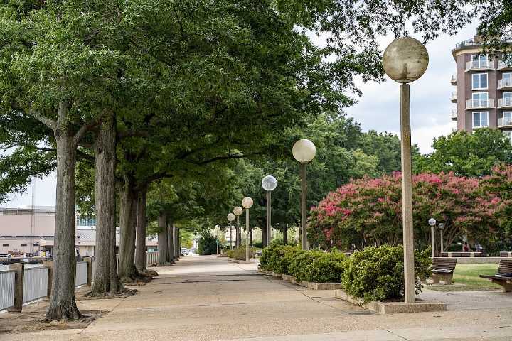How Sidewalk Trees Help Prevent Injuries Due to Falls