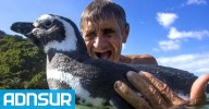 15:30 La conmovedora película internacional “Mi amigo el pingüino” filmó escenas en la Patagonia y llega a Comodoro