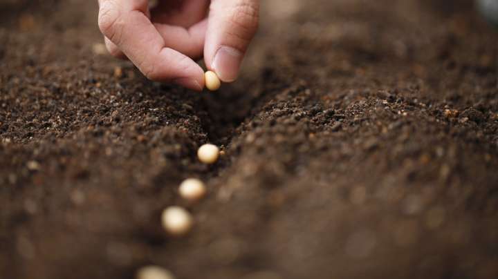 The Sweet-Sounding Garden Flower You Should Start In October For Spring Blooms