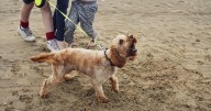 'I'm a dog expert - these breeds can be more aggressive'
