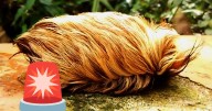 Autoridades alertan por avistamiento de la ‘Oruga Peluche’ en Jalisco, la más peligrosa del mundo: ¿Qué es y qué tan dañina puede ser?