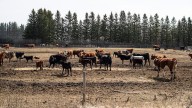 Canadian ranchers want U.K. trade deal terminated