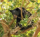 Editorial: Florida's wildlife lovers snap back, saving bears $5 at a time