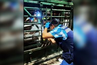 Jalisco se mantiene libre de Gusano Barrenador del Ganado