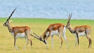 45 blackbucks captured, released into Gandhi Sagar Sanctuary