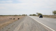 Hubo una reducción histórica de accidentes por animales sueltos en rutas de San Juan