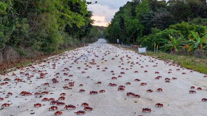La espectacular invasión de millones de cangrejos en una isla australiana: este es el motivo