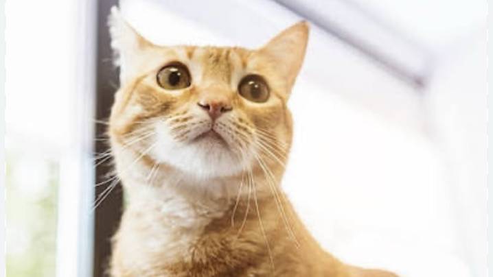 Hambre en Córdoba: vecinos denuncian que sus gatos domésticos desaparecen y son consumidos