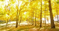 Ginkgo Gold returning to Blandy Experimental Farm this month