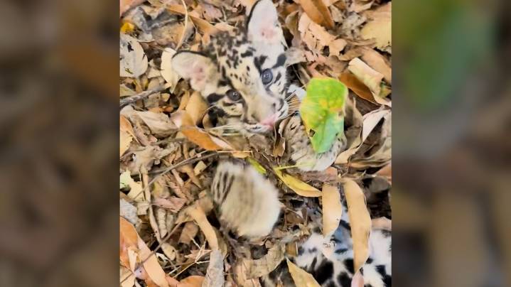 Cute clouded leopards have leafy fun