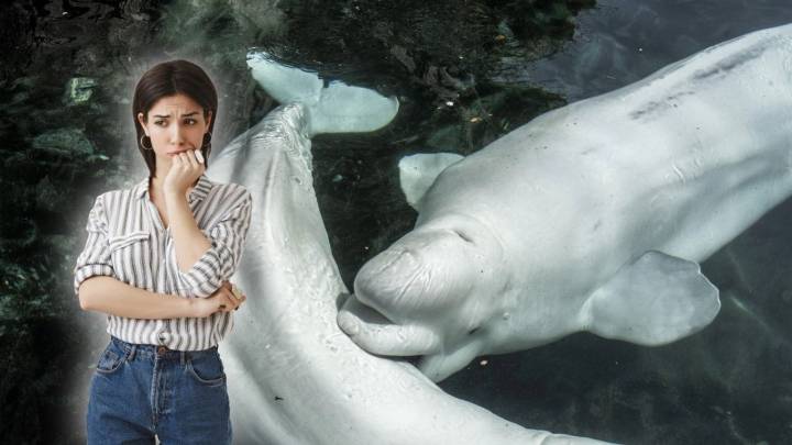 Un parque acuático amenaza con sacrificar a 30 belugas si no recibe ayuda del gobierno de Canadá