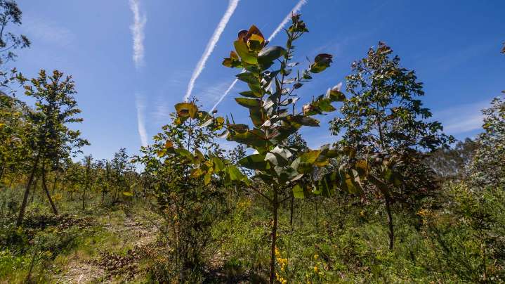 La superficie de eucalipto creció en al menos 10.000 hectáreas desde el inicio de la moratoria