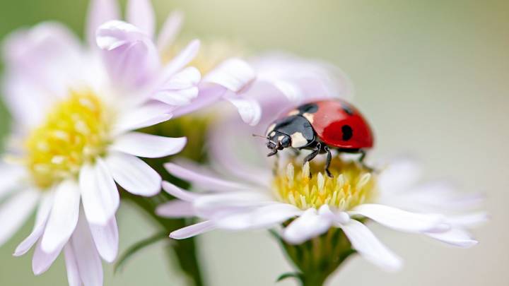 Why are ladybirds everywhere right now? How to stop the seasonal swarm in your home