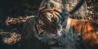 Watertown Zoo to relocate Amur tiger