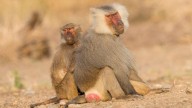 Female mammals live longer than males because of their sexual behavior, study suggests