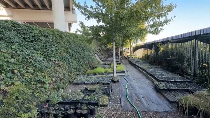 Concert venue under bridge fuels growth of native plants