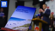 Why does SA have a summer plan for the algal bloom and what's in it?