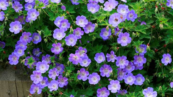 Esta es la considerada "planta del siglo" por su belleza: 0 mantenimiento e ideal para plantar en octubre