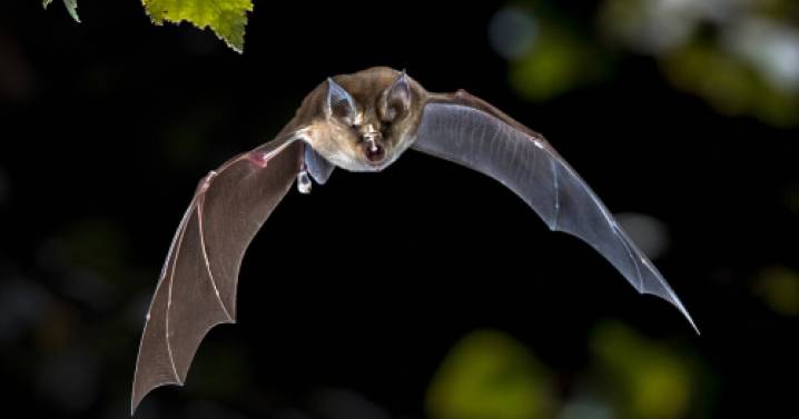 See the Palm Beach Zoo come alive after dark during "Wild Night Out" on Oct. 24