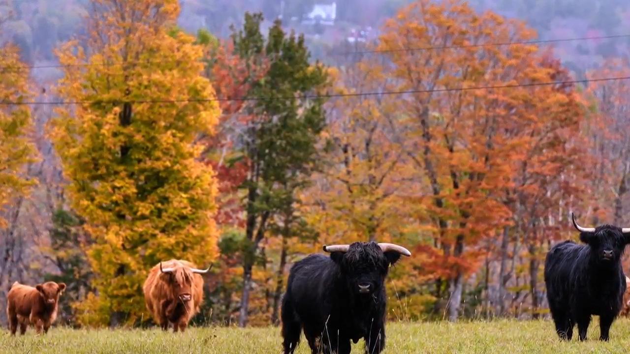 Drought has muted this year’s leaf-peeping season, but pockets of brilliant colors remain