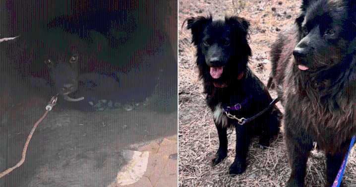 Dog Chained Outside and Fed Every 2-Weeks Finally Finds Loving Home He Deserved
