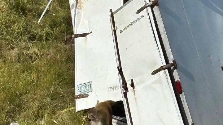 How many monkeys are on the loose in MS after truck crash? The latest