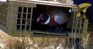 Prison program raises pheasants for Montana hunting season