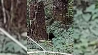 Washington Hiker Freezes After Hearing Mysterious Sounds Deep In The Forest
