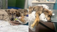 Illinois Foster Mom Takes in a Starving Dog And What Happens Next Leaves Everyone Speechless