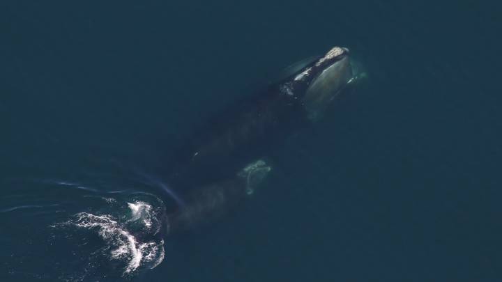 North Atlantic right whale population grew by 2% in 2024