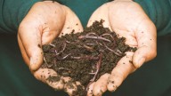 Eat worms as source of protein: Bizarre money