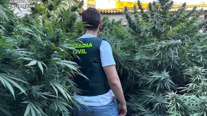 Un detenido en Fuentesbuenas por una plantación de marihuana en una vivienda