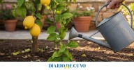 El truco del riego que hace que tu limonero dé limones más grandes