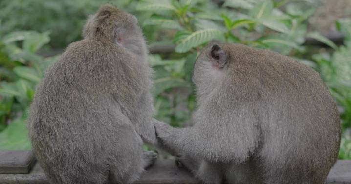 Monkeys escape from overturned truck on Mississippi highway