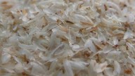 Isabgol Crisis Ahead? How A GST Confusion Could Disrupt Your Daily Fibre