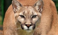 Alarma en Mar Chiquita por un puma suelto