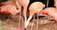 Zoo for sale comes with more than 2,000 animals