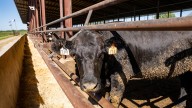 Trump calls on US cattle producers to get prices down
